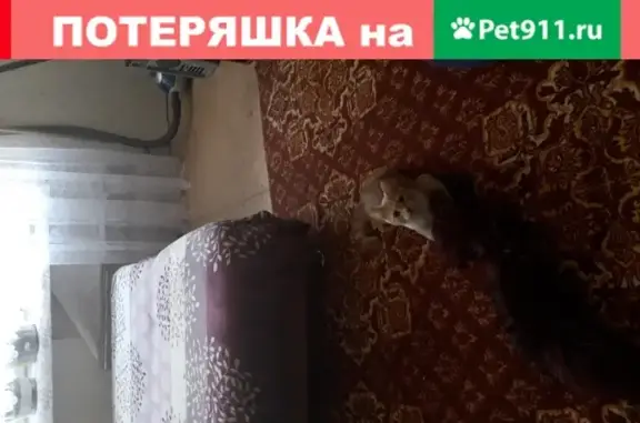 Пропала кошка в Томске 2.5 года назад