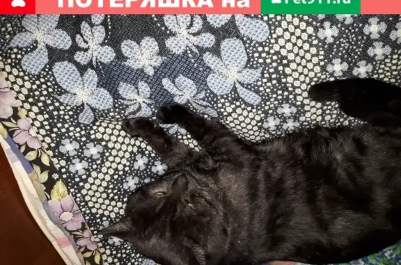 Пропал кот Марсик в Щербинке