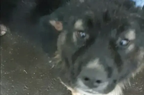 Пропала собака в Ивантеевке, нужна медицинская помощь