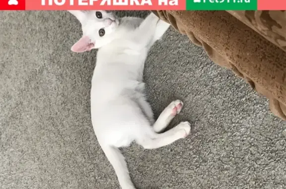 Найдена белая кошка на ул. Шекснинская, 3