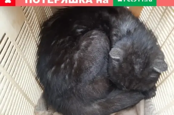 Найдена шотландская кошка на ул. Ефремова