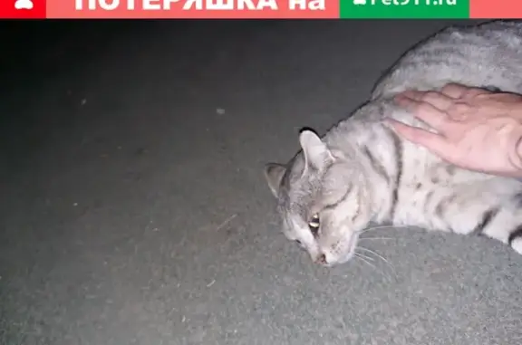 Найден спокойный серый кот в Рубцовске