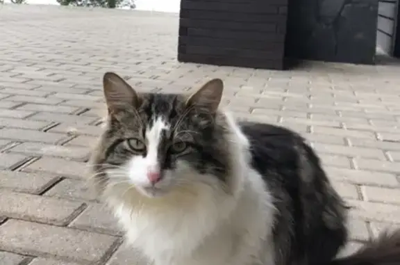 Найден домашний кот в Тверской области