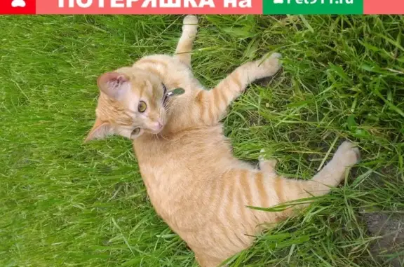 Пропал кот Степа на Ильинке 16.07.2020.