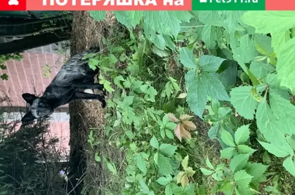 Пропала собака Лис в коттеджном посёлке Жюльверн, Московская область