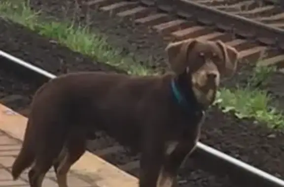 Найдена собака на платформе Салтыковская