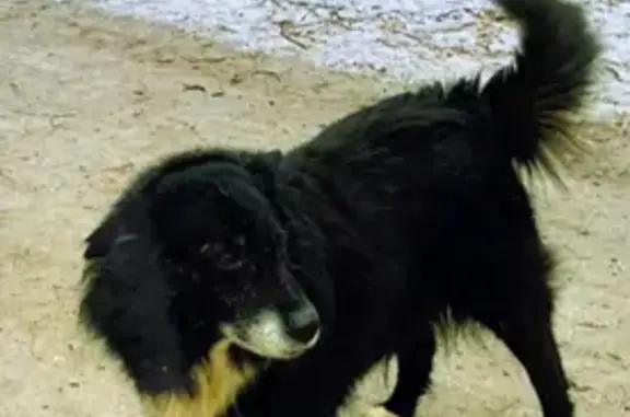 Пропала собака в Переделкино, Москва