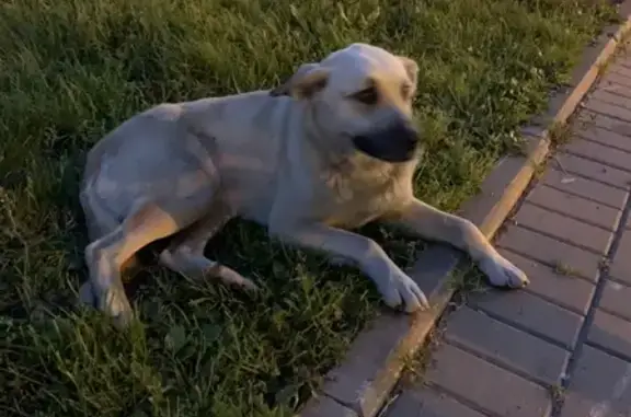 Найдена ласковая собака на пр. Королёва