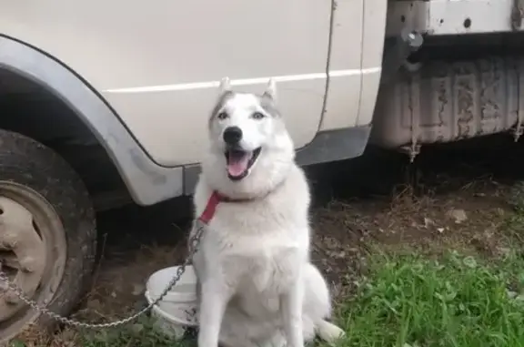 Найдена собака Хаски, девочка в Краснодаре