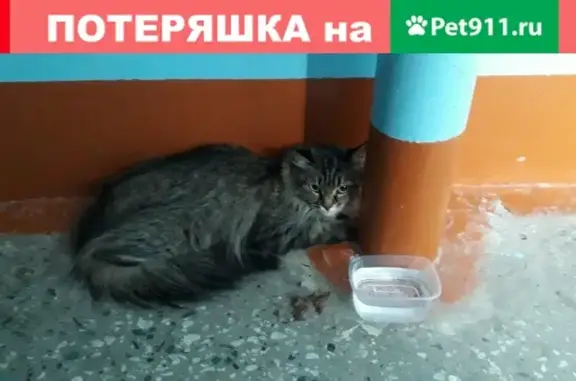 Найдена кошка в подъезде на Ноябрьской 52, Оренбург