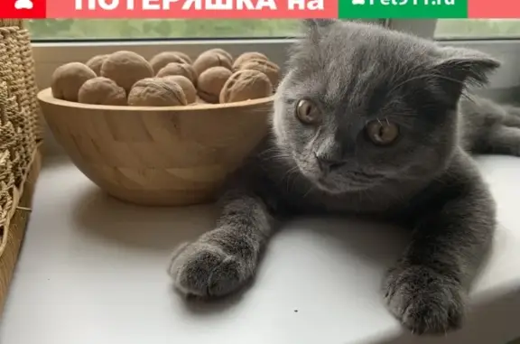 Пропала кошка на Головачёва, 17