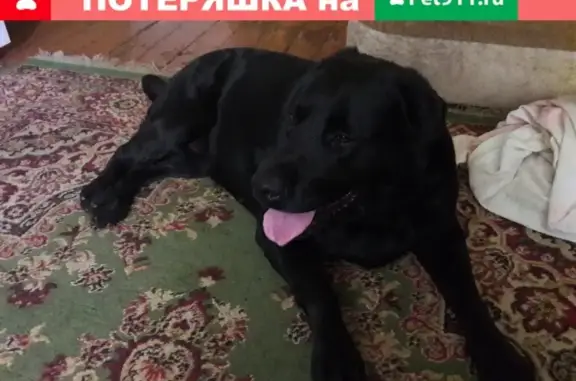 Найдена собака, Нижний Новгород, фото: Найдена собака на улице Путейская, Нижний Новгород