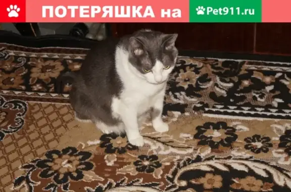 Пропала кошка на улице Сибирская, дом 112