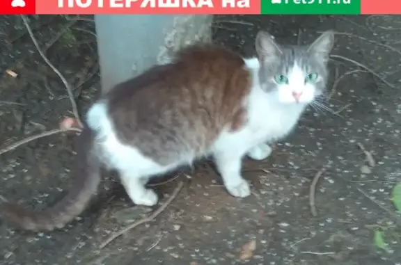 Найдена трехцветная кошка на Зарайской, 26