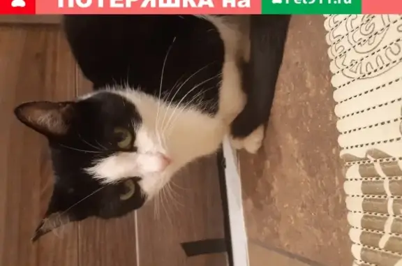 Пропала кошка, Москва, Агрохимическая улица, 3
