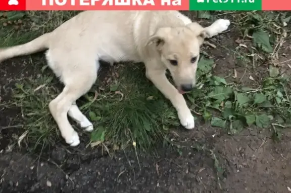 Собака ищет дом в Оренбурге