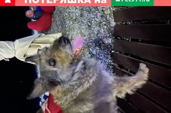 Найден серый пес в Ялте, hungry bird приморский парк