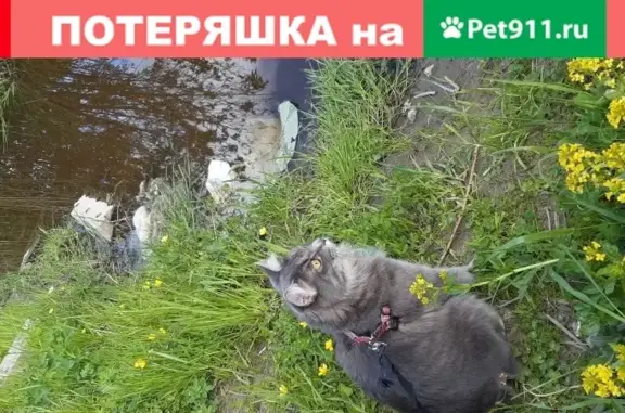 Пропала кошка на кладбище д.Труфаново, Волхов.