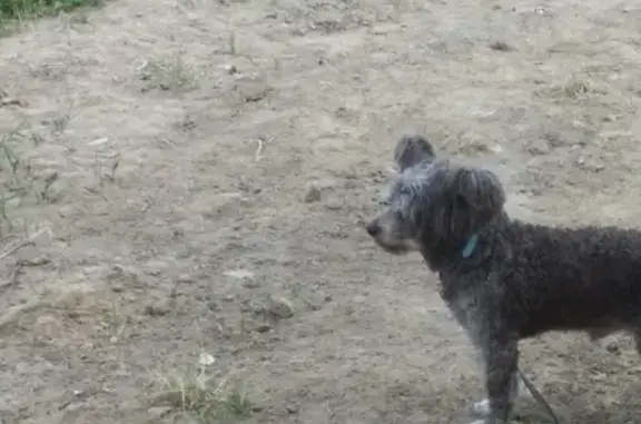 Объявления о пропавших и найденных животных, Калининград, фото: Пропала китайская собака с ощейником в Калининграде