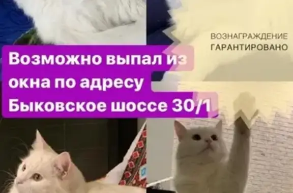 Пропал белый кот возле Быковского ш 30к1, награда за информацию.