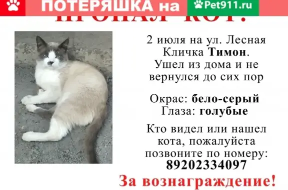 Пропала кошка Тимон на Лесной улице, Тамбов