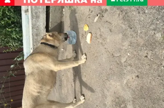 Найдена молодая собака в деревне Агафоново, Подольск
