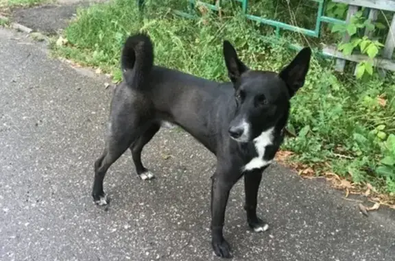 Найден домашний пес на Сормовском шоссе, ищем хозяина!