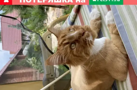 Кошки потеряшки, Тольятти, фото: Потеряшка кот породы мейнкун на улице Заречной, Ягодное