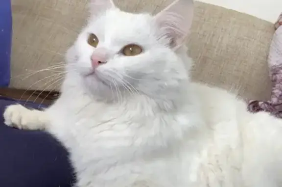 Пропала кошка Турецкая Ангора в Московской области