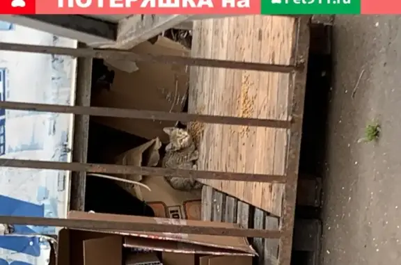 Найдена кошка на ул. Лобачевского