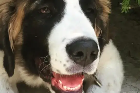 Пропала собака Гера в Омске, Лесной проезд, 4Б