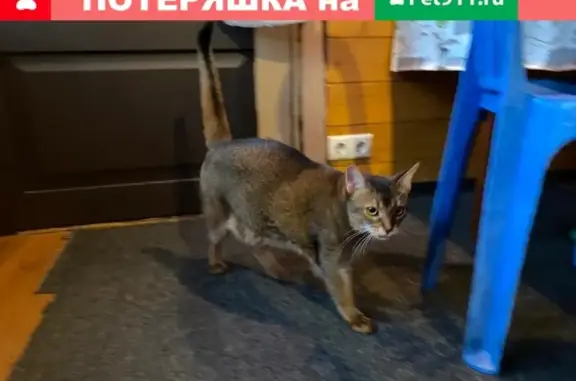 Найдена кошка Абессинец в Москве, отдадим хозяину.