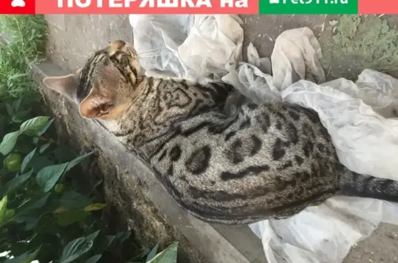 Найден взрослый кот бенгальской породы в Новой Усмани