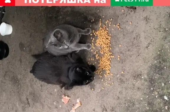 Найдена кошка на улице Лобачевского