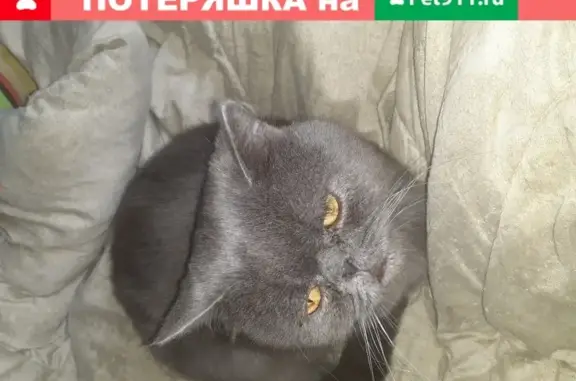 Пропала ручная кошка породы русский экзот, Краснодар, ул. Старокубанская, 95.