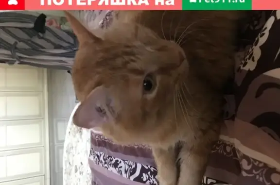 Пропал кот в деревне Пешково, Московская область