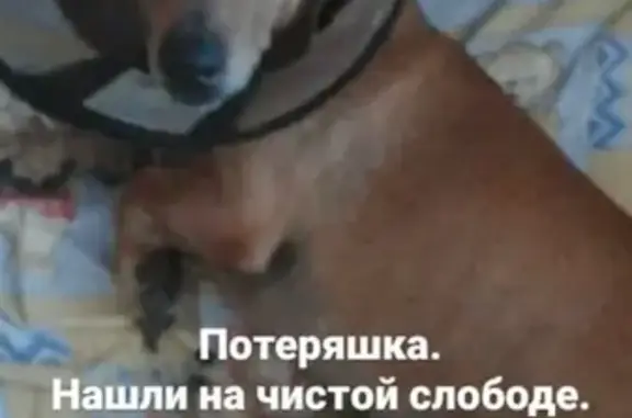 Найдена собака на Спортивной улице, Новосибирск