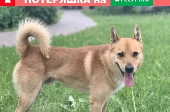 Пропала собака Фокс в Деменщине, Смоленская область