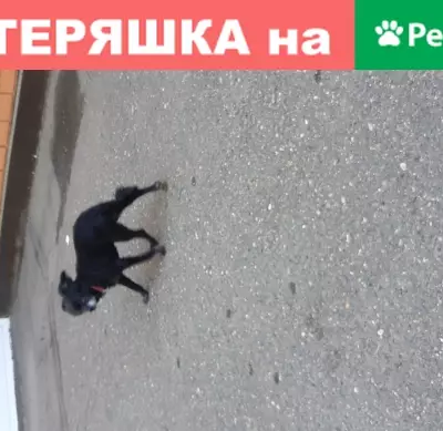 Пропала собака на Салмышкой 34/2 в Оренбурге