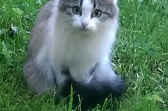 Кошки потеряшки, Сергиев Посад, фото: Потеряшка кошка Алиса в Сергиево-Посадском районе