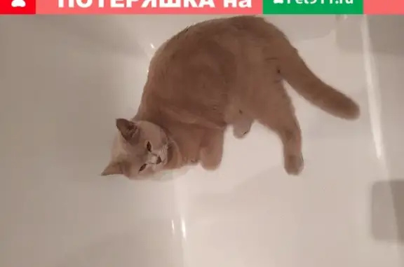 Пропала кошка Томас, Москва, пр-т Мира 38.