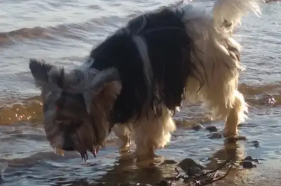 Пропала собака Пунш на пляже санатория Чувашия, вознаграждение гарантировано!