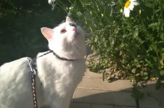 Пропала кошка на Байкальской, вознаграждение