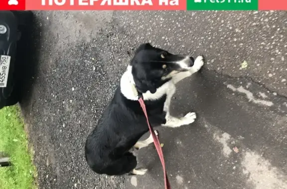 Собака найдена в Пушкино: девочка, 4 года, ласковая.