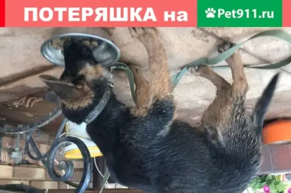 Найден щенок в Благовещенке, Солнечногорск