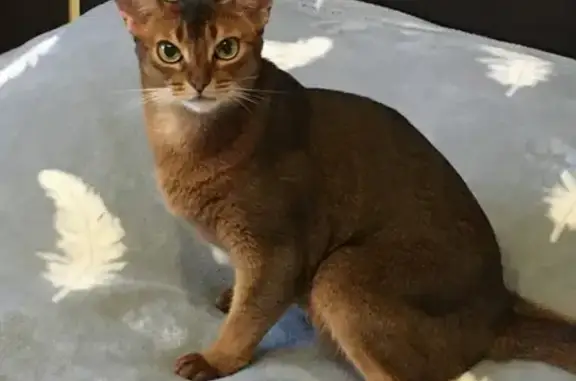 Пропала абиссинская кошка в Талдомском округе