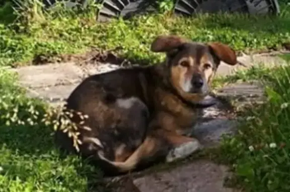 Пропала собака Джаня в садоводстве Чайка, Ленобласть