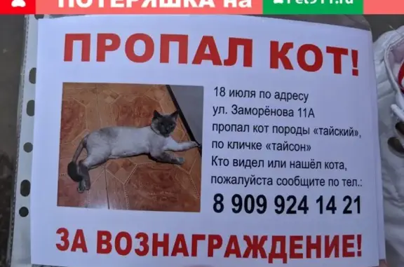 Пропал кот Тайсон с Заморёнова 11а, Москва