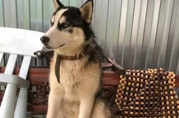 Пропала собака Бонди на Носовихинском шоссе