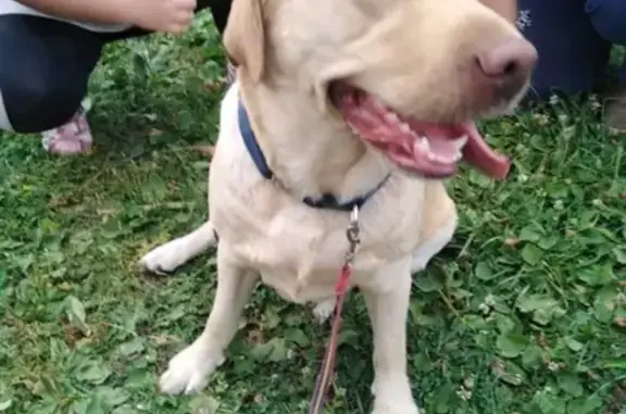 Найдена собака в СНТ Раздолье, Ленинское, Екатеринбург